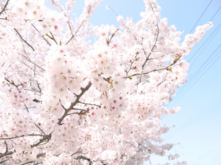 さくら
