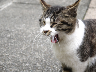にゃん。